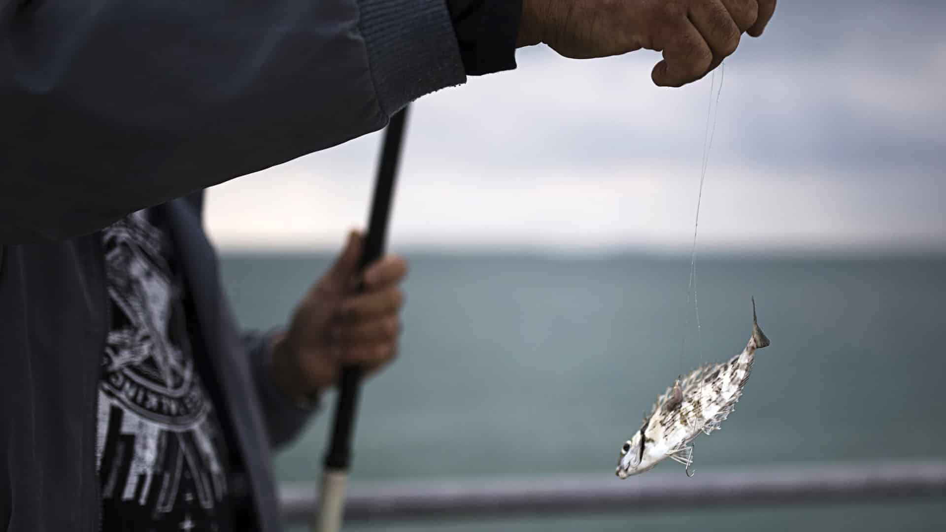 Plus de 300 kg de merlu sous-dimensionné sont saisis à Nazaré.