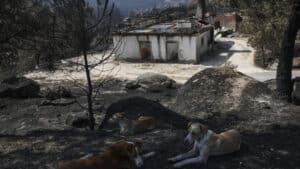 Près de 5 000 hectares de terres incultes ont brûlé à Guarda et à Coimbra.
