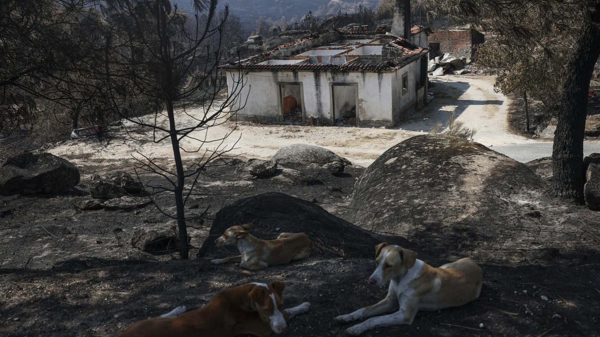 Près de 5 000 hectares de terres incultes ont brûlé à Guarda et à Coimbra.