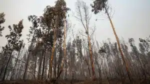 Près de 50 municipalités en danger maximal d'incendie. Que peut-on attendre aujourd'hui ?