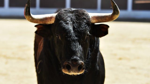 Taureau meurt noyé après être tombé à la mer lors d'une corrida sur l'île de Terceira