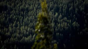 Réseau organise des manifestations dans le pays contre les incendies et les eucalyptus.