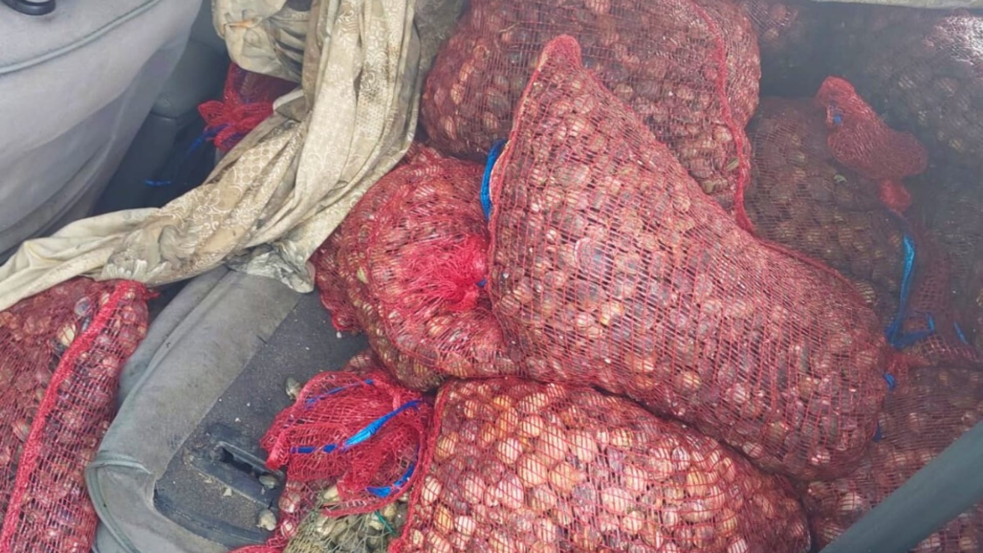 Saisies de sept tonnes de palourdes récoltées dans le Tage. Il y a 11 personnes arrêtées.