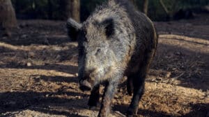 Sever do Vouga distribue des lasers pour aider à combattre l'excès de sangliers