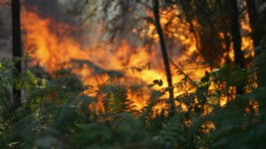 "Situation d'alerte" ferme des monuments à Sintra et le périmètre forestier