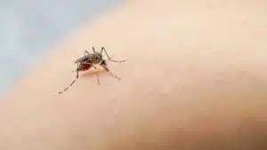 ULS alerte sur plus de moustiques transmettant la dengue et le zika à Pombal.