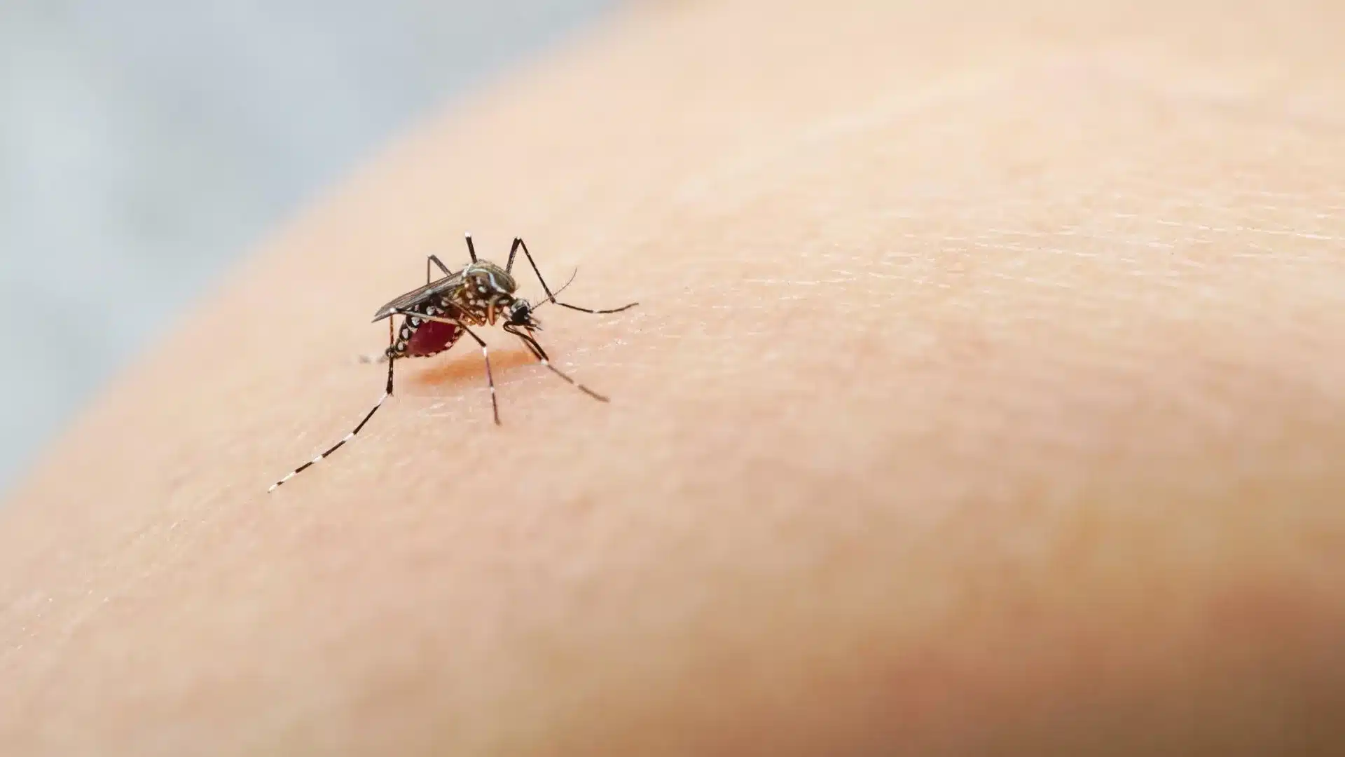 ULS alerte sur plus de moustiques transmettant la dengue et le zika à Pombal.