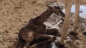 Un girafon est né au Badoca Park. Il appartient à une espèce menacée.