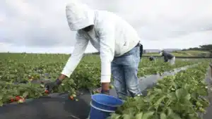 800 visas d'entrée accordés aux étrangers dans le secteur agricole.