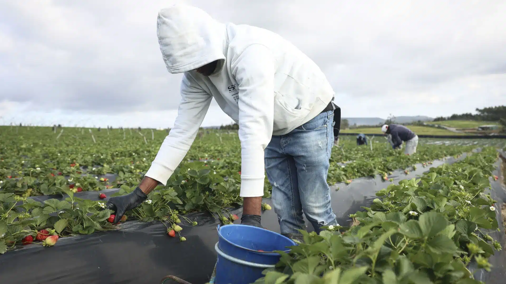 800 visas d'entrée accordés aux étrangers dans le secteur agricole.