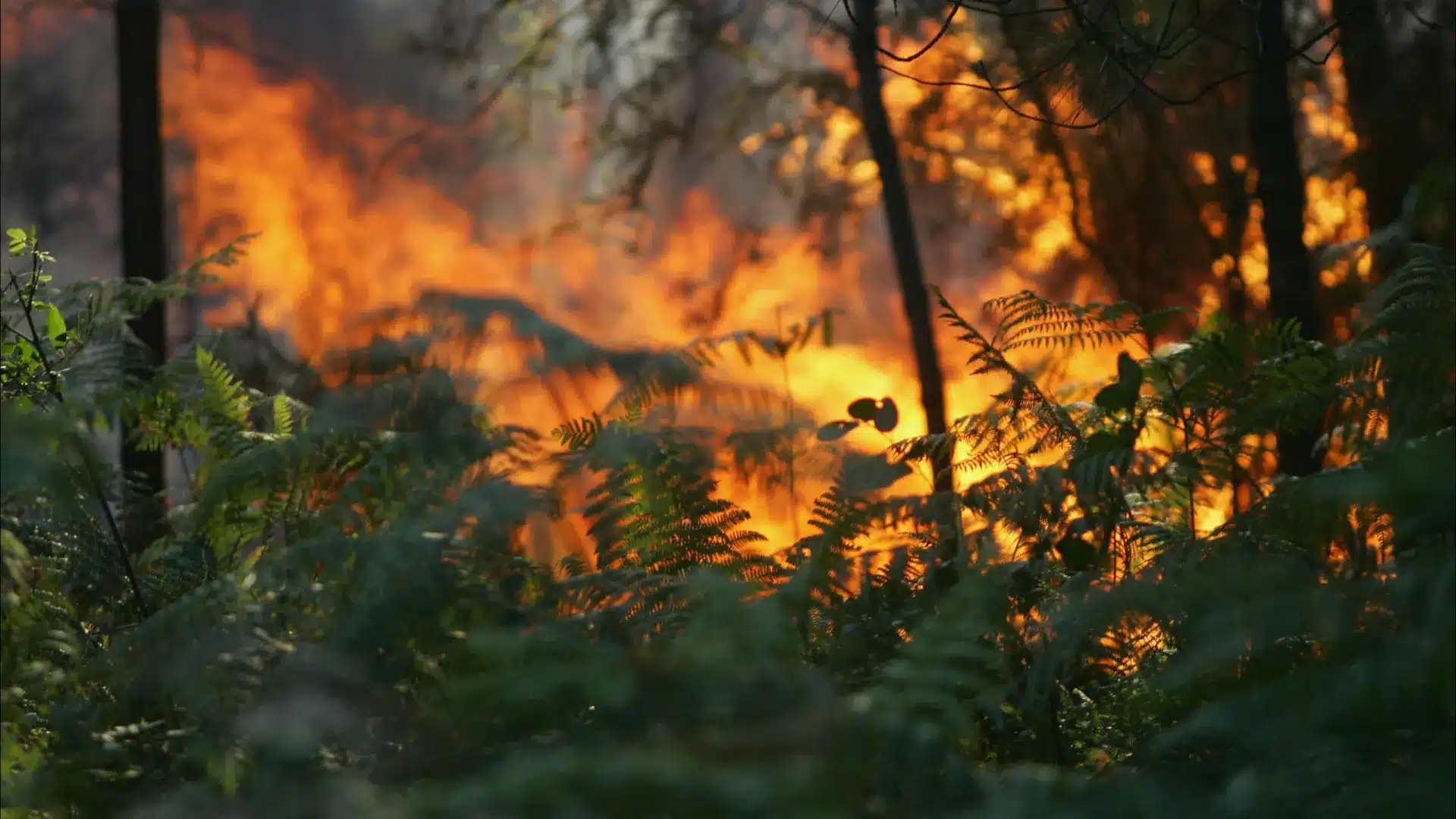 Aldeia de Gavião à Albergaria avec un plan d'urgence pour les incendies.