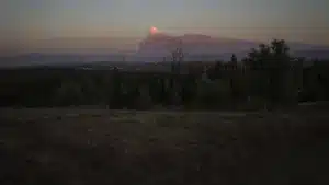 Arganil veut une stratégie forestière qui priorise les espèces indigènes.