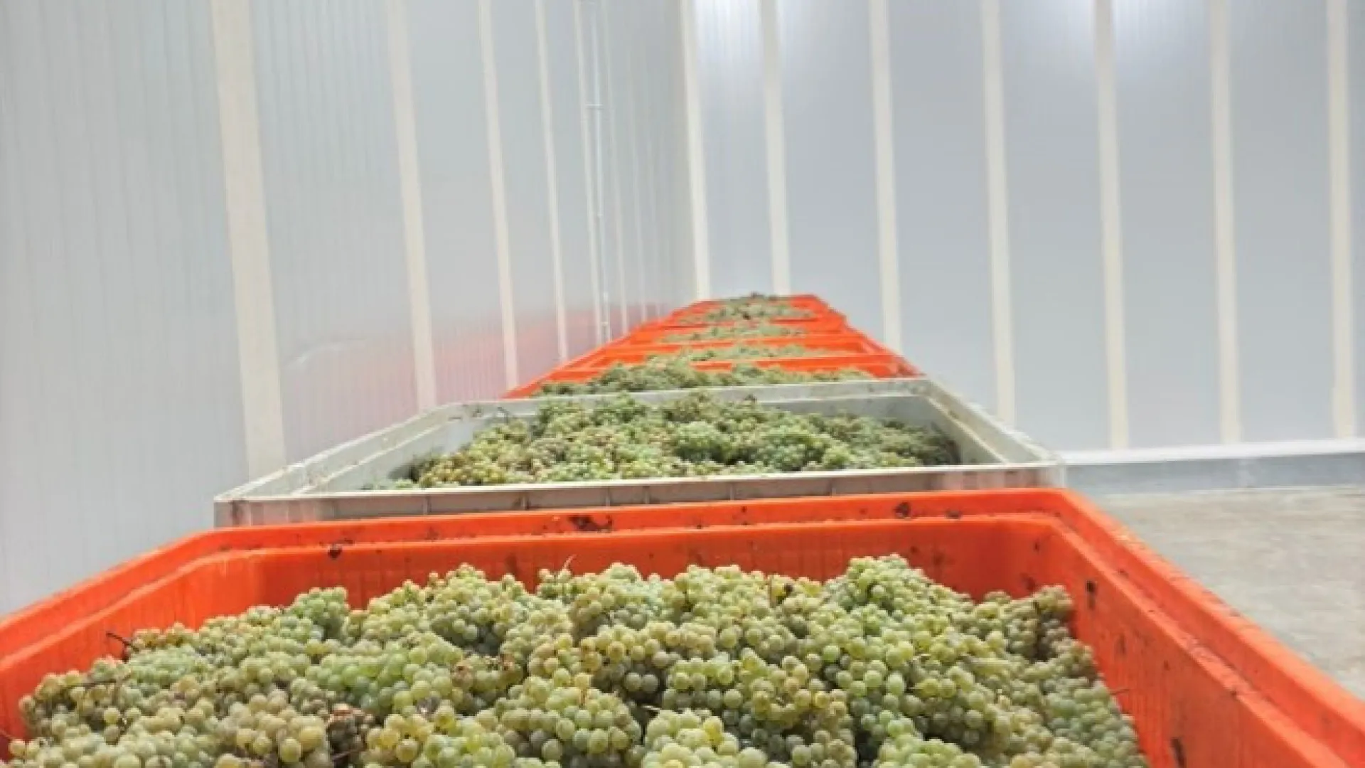ASAE saisit 10 tonnes de raisins 'illégaux' dans le Douro. Une personne identifiée.