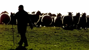 Attaque de loups à Miranda do Douro laisse dix animaux morts et 12 blessés.