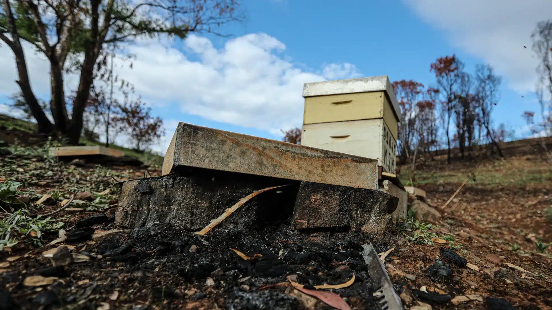 Beira Alta : Plus de deux mille colonies d'abeilles affectées par les incendies