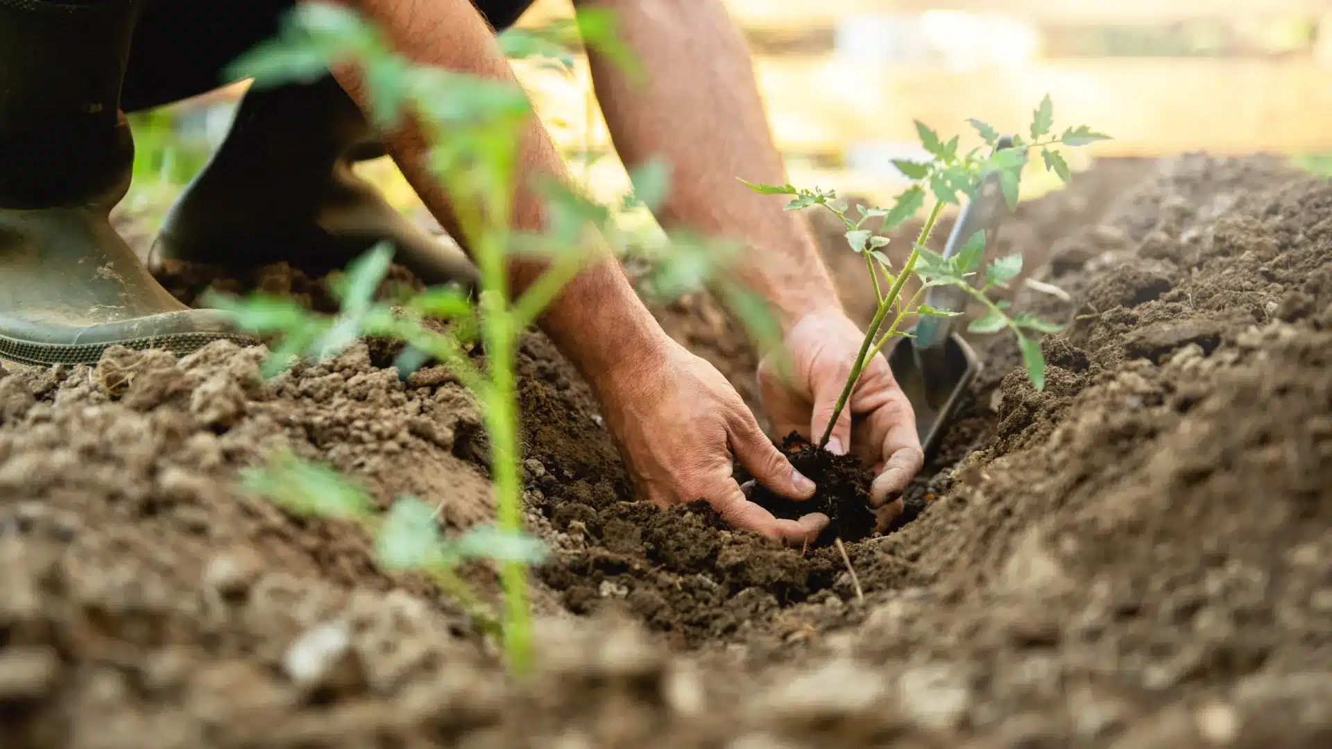 Commission de l'Agriculture du PE approuve le rapport sur la simplification de la PAC