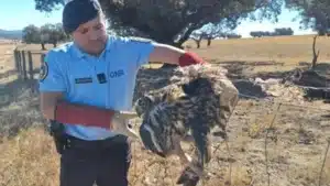 Crapaud réel récupéré par la GNR à Portalegre. Il était captif et blessé.