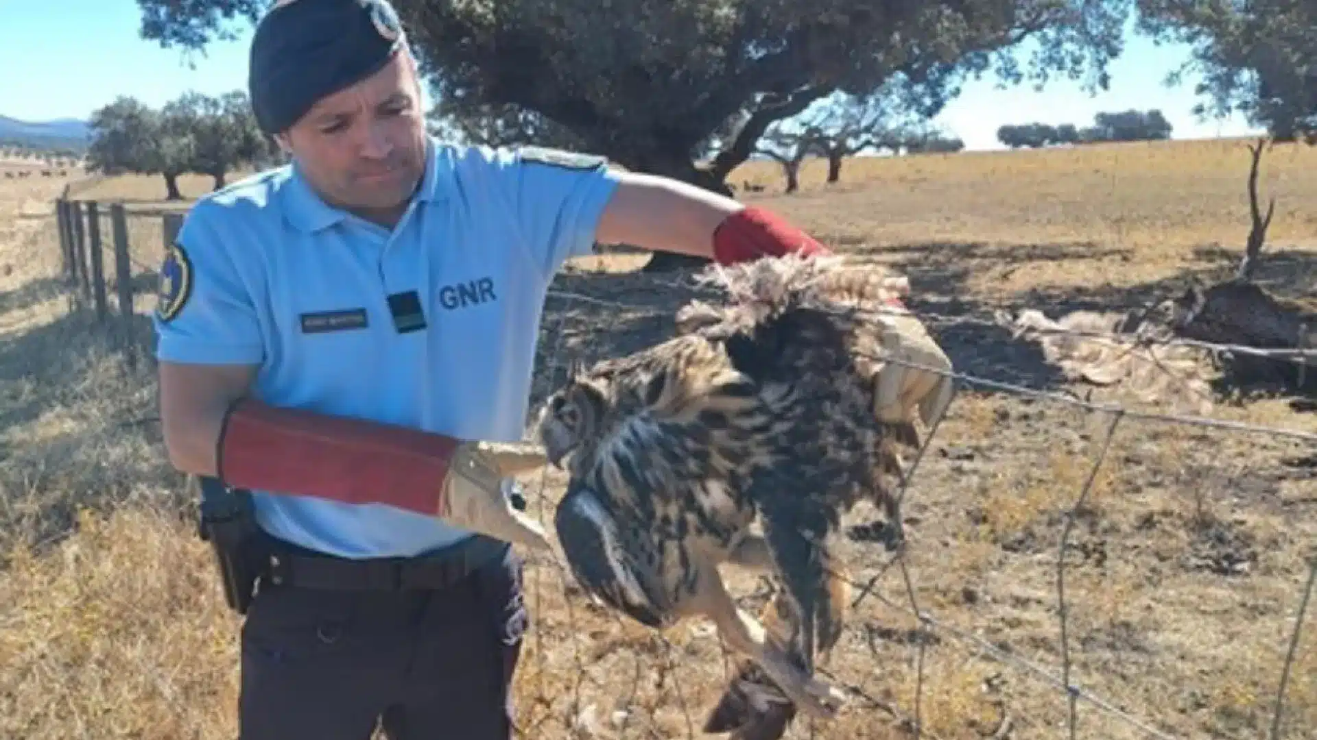 Crapaud réel récupéré par la GNR à Portalegre. Il était captif et blessé.