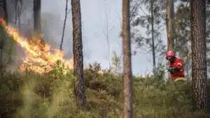 Des incendies ? "Le bois brûlé a de nombreux facteurs de dévalorisation."