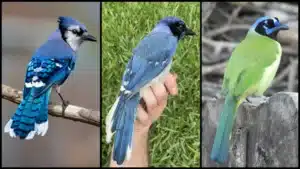 Des scientifiques révèlent le premier animal hybride en raison des changements climatiques.
