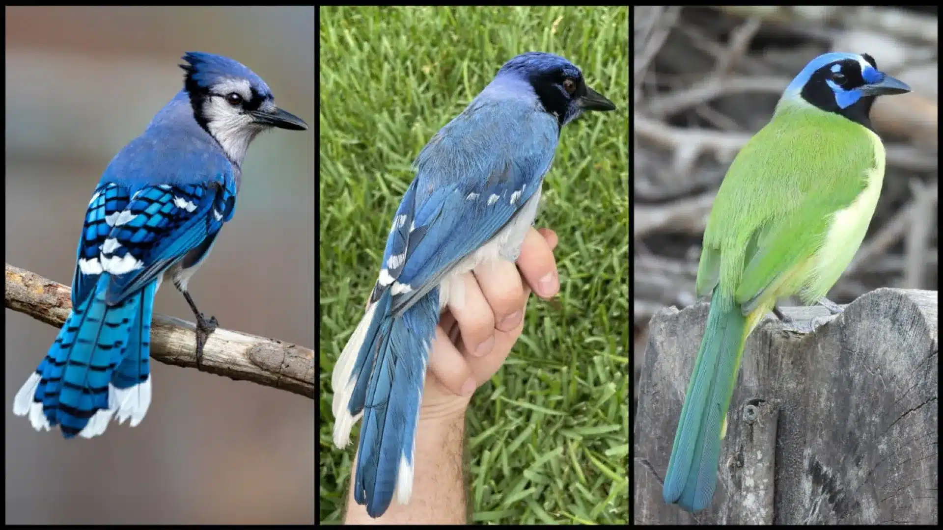 Des scientifiques révèlent le premier animal hybride en raison des changements climatiques.