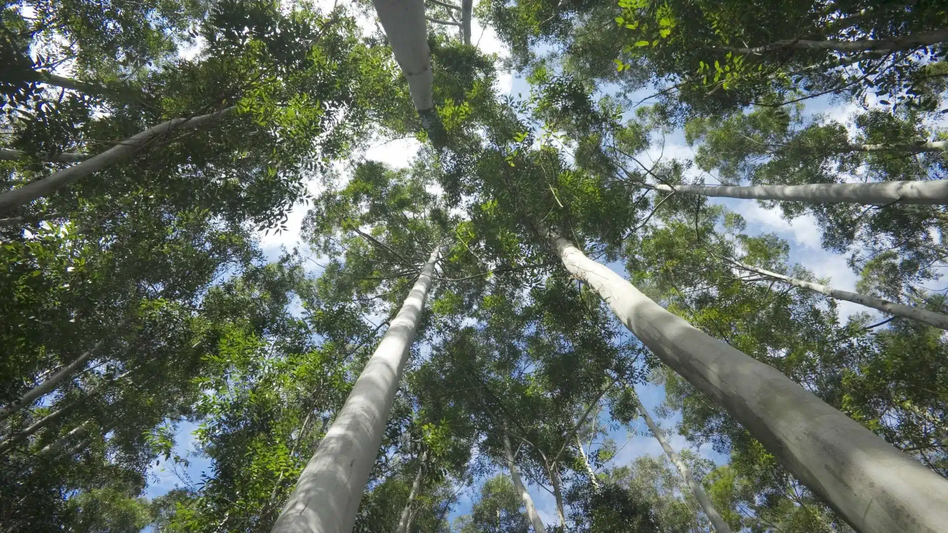 Drones, réalité virtuelle ou machinerie pour travailler en forêt et attirer les jeunes