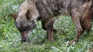 Enregistrés 32 attaques de loups sur le Plateau Mirandês au cours des 20 derniers mois.