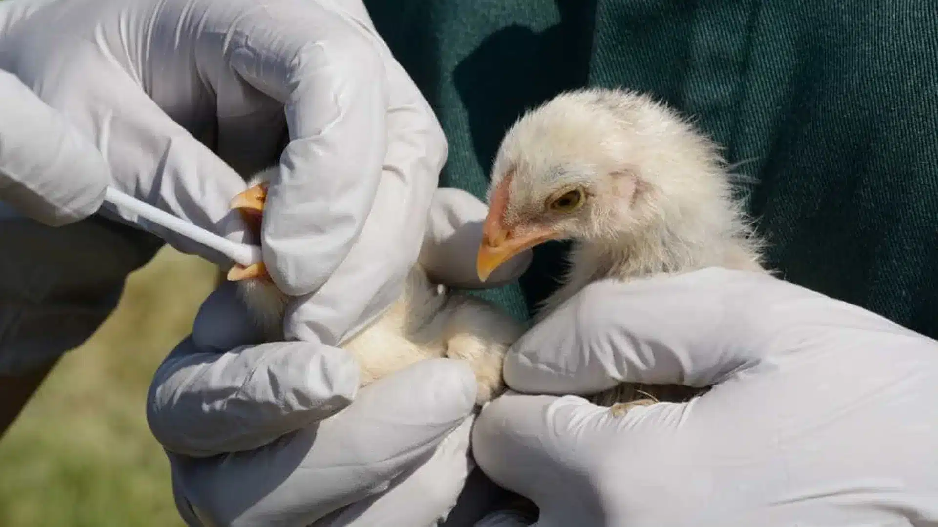 Grippe aviaire détectée chez des oiseaux sauvages à Lisbonne et Leiria