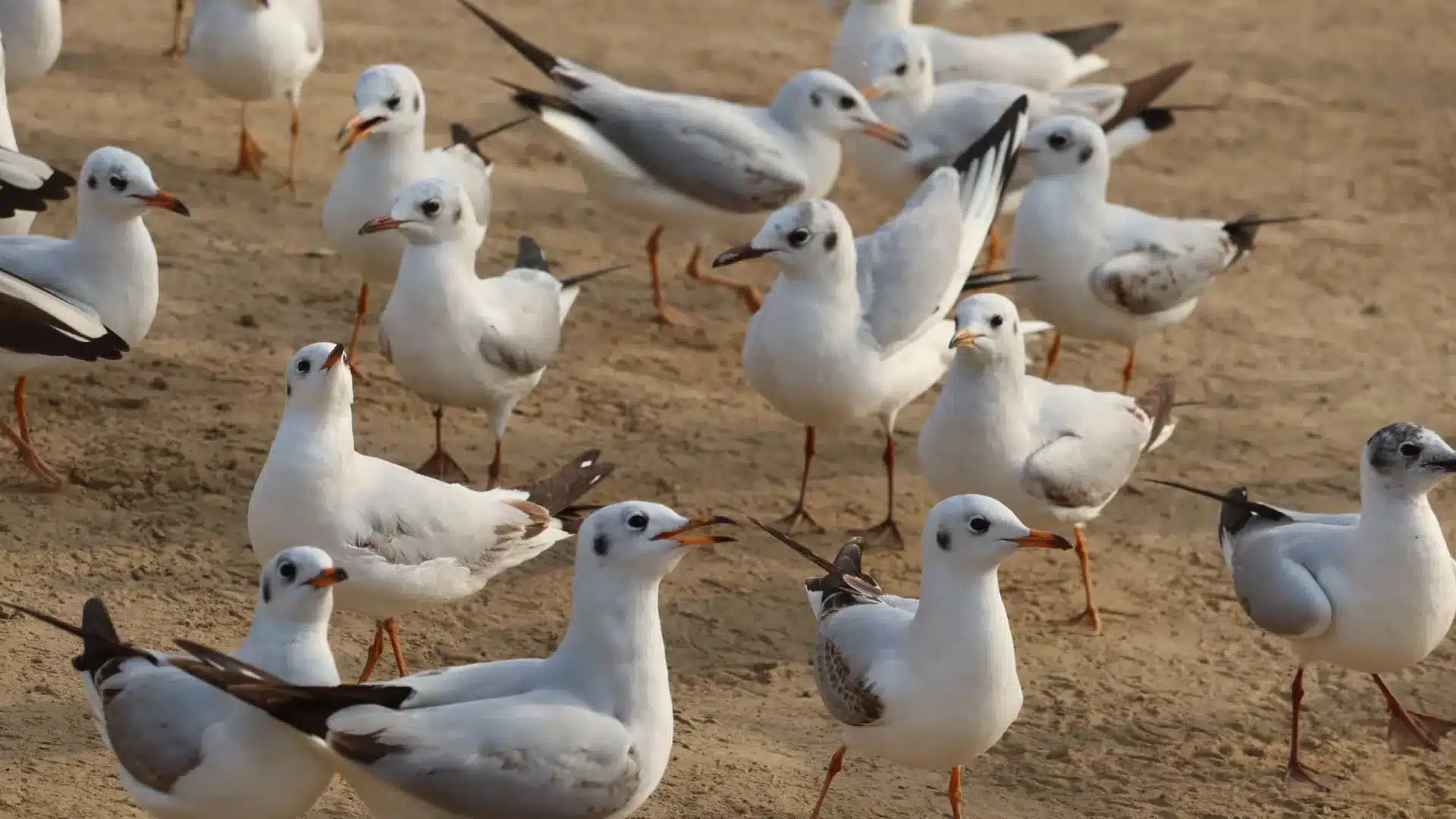 Grippe aviaire détectée dans une exploitation de canards à Santarém