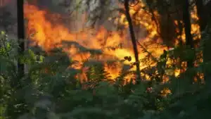 Incendies : Le feu qui a commencé vendredi à Murça s'est ravivé.