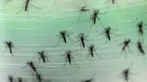 Infestation de moustiques dans la zone littorale de la municipalité de Torres Vedras