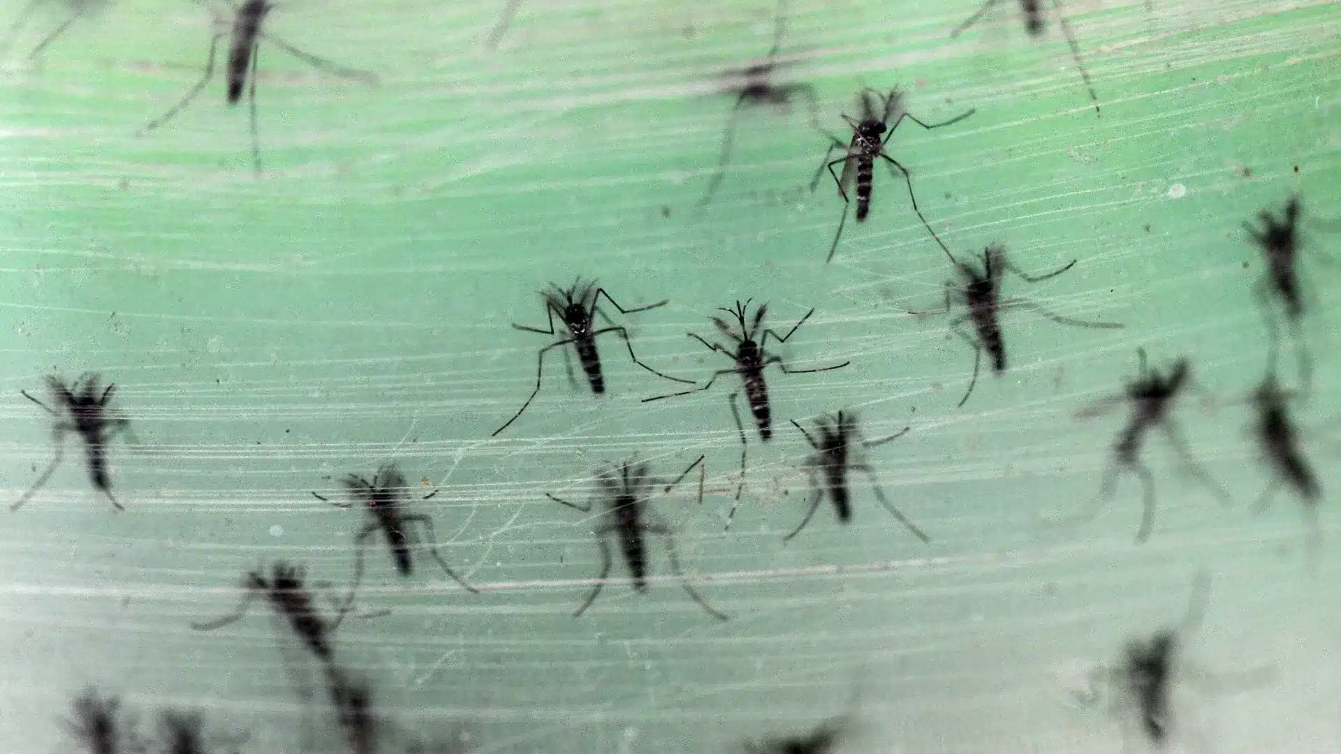 Infestation de moustiques dans la zone littorale de la municipalité de Torres Vedras