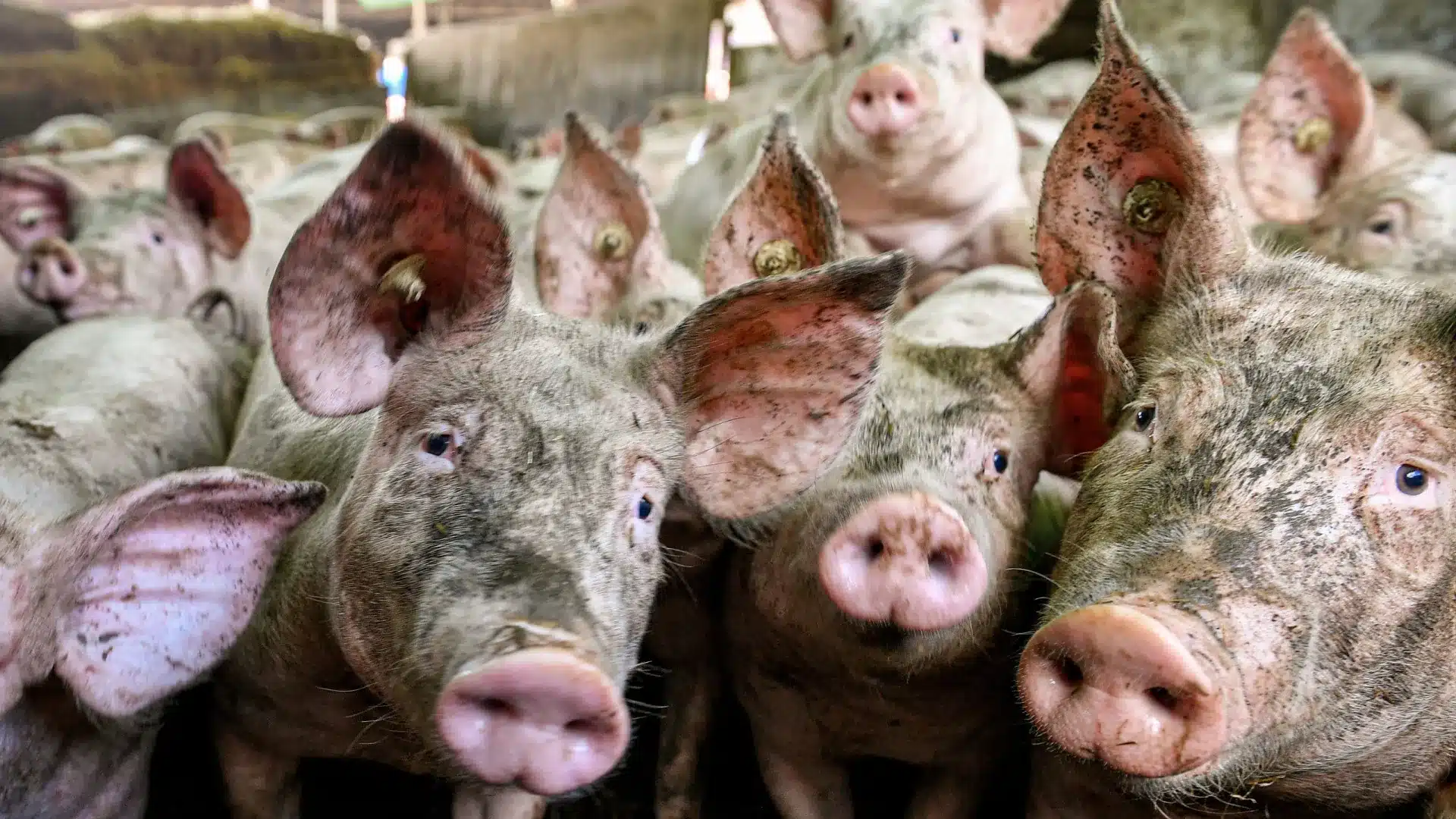 La Chine va imposer des taxes antidumping sur les importations de porc de l'UE.