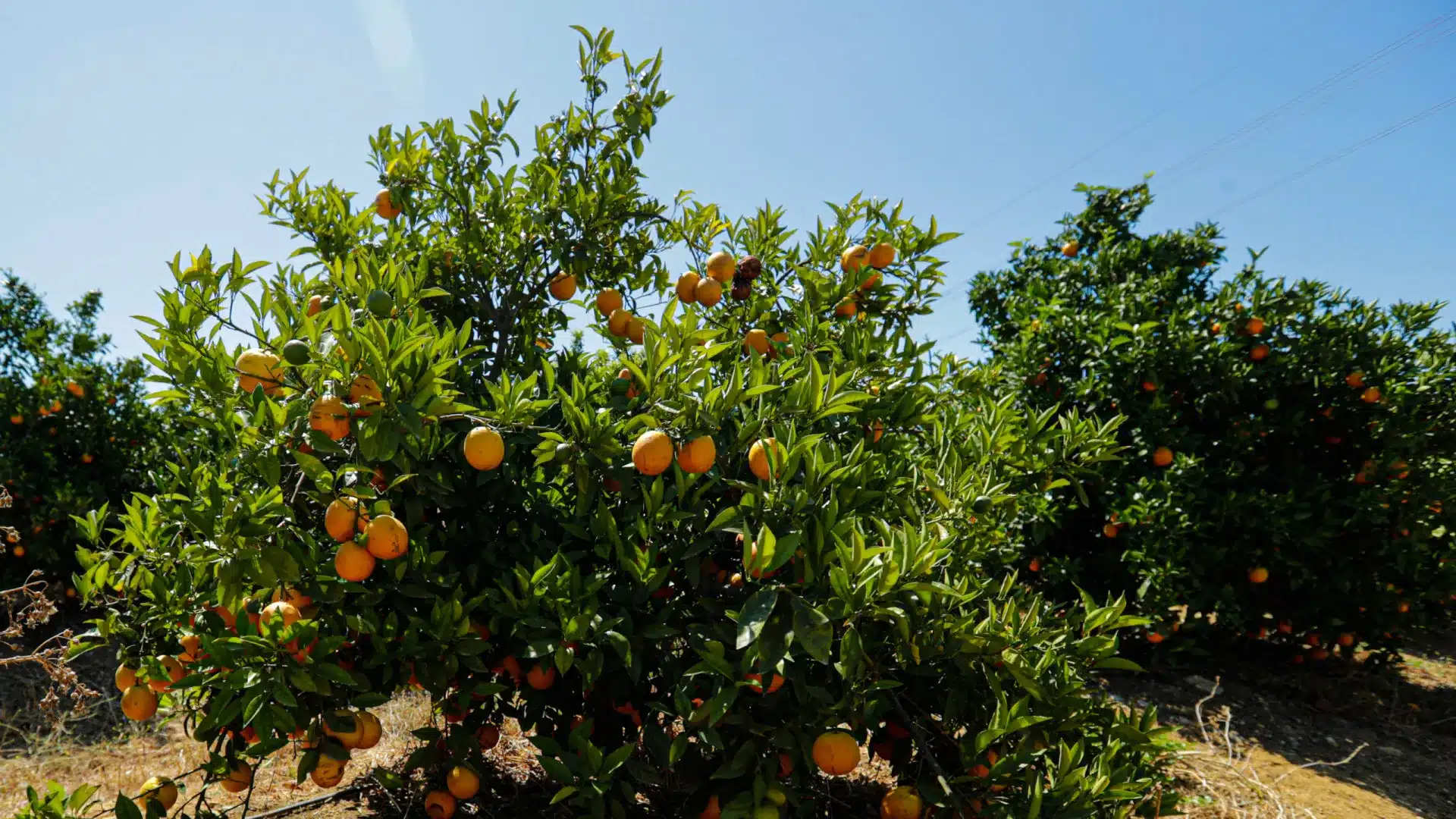 La citriculture algarvienne promeut l'internationalisation de l'IGP dans quatre pays.