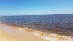 Les algues marines du Nord sont une arme pour atténuer les changements climatiques.