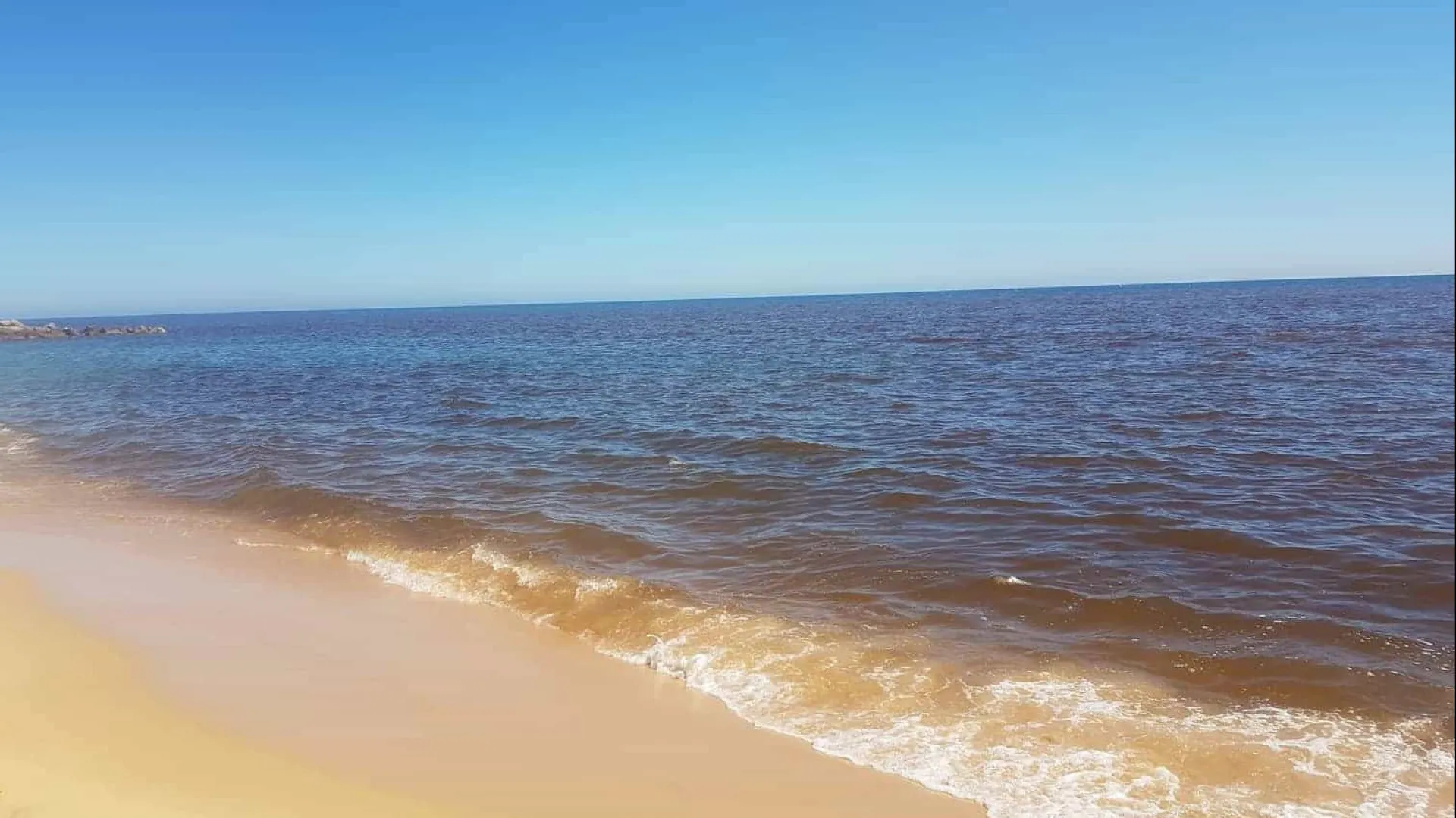 Les algues marines du Nord sont une arme pour atténuer les changements climatiques.