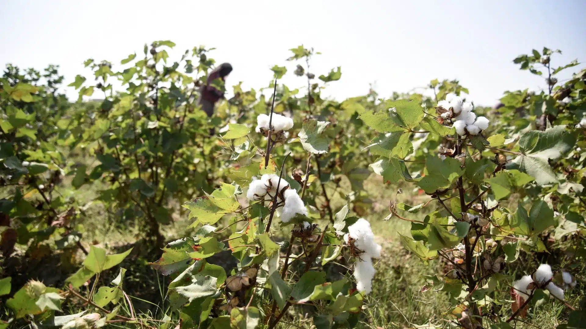 Les exportations de coton mozambicain reculent à 2 millions en trois mois.