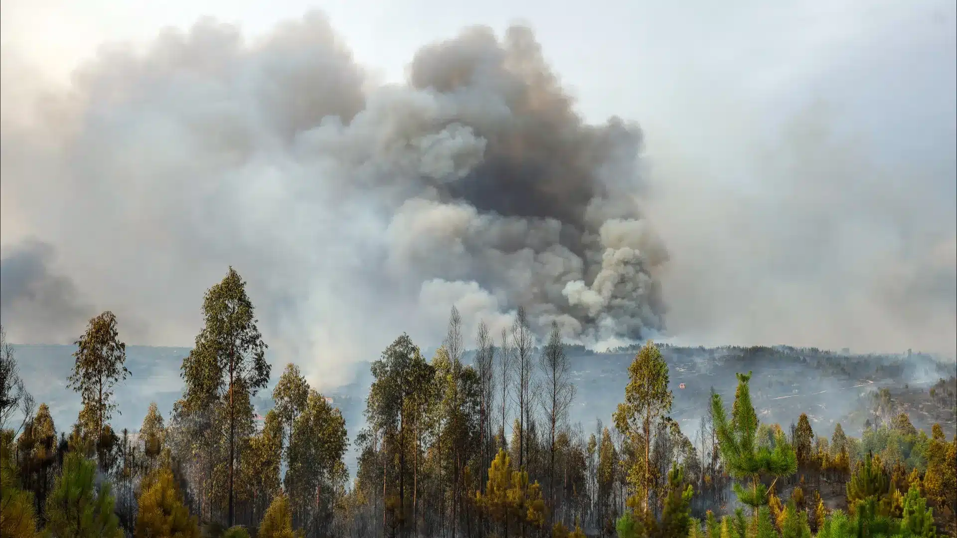 Les flammes ont déjà dépassé Oliveira do Hospital pour la commune de Nelas.