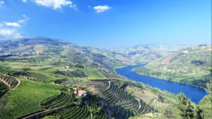 Les incendies du Douro International ont laissé des marques irréversibles dans la forêt.