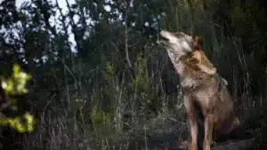 Les incendies réduisent la nourriture et poussent les loups à attaquer les troupeaux près du village.