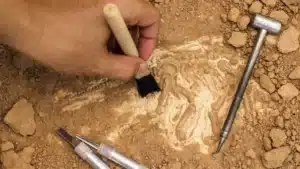Les paléontologues annoncent une nouvelle espèce de dinosaure âgée de 125 millions d'années.