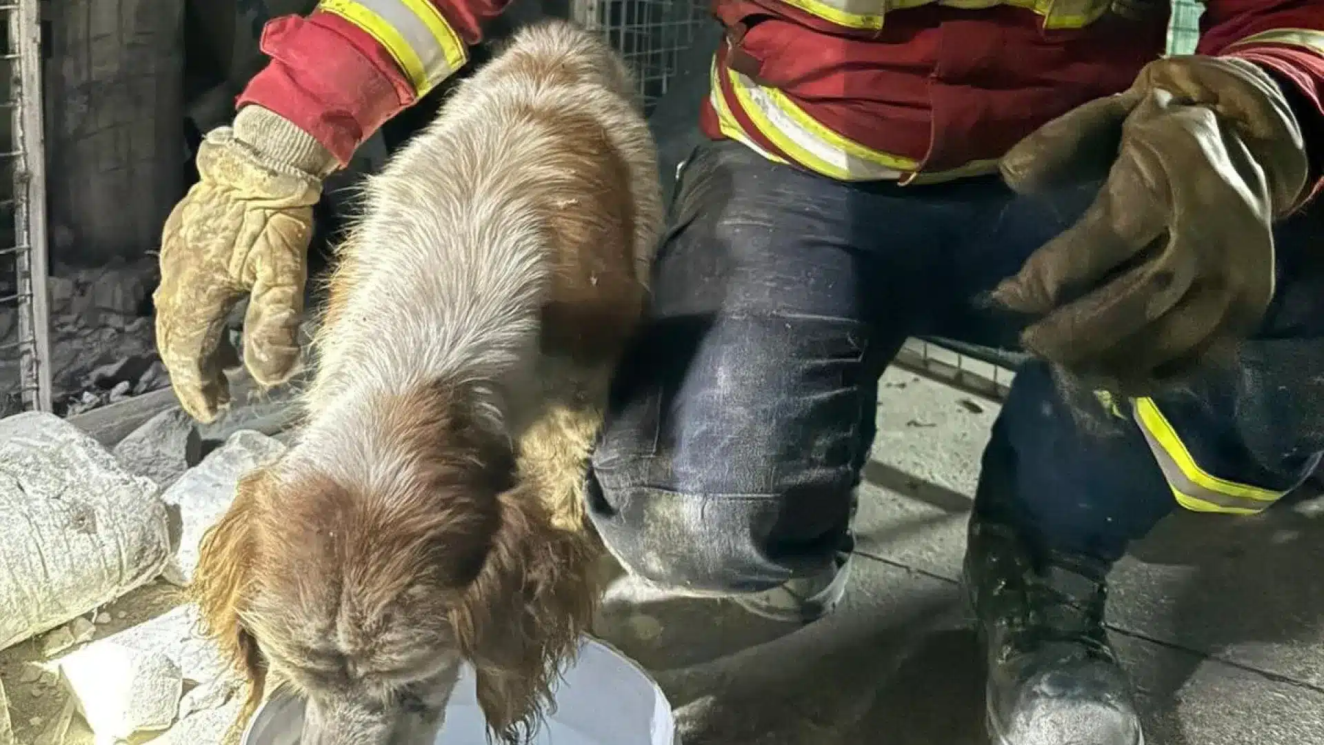 Les pompiers de Cantanhede sauvent une chienne d'un égout après une opération "exigeante".