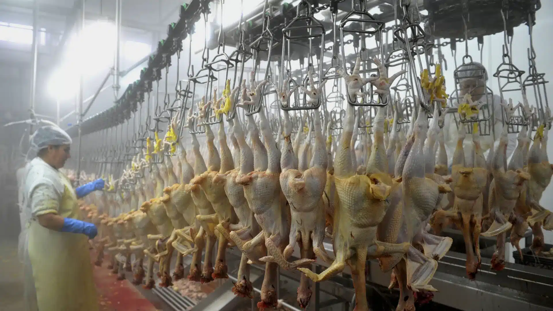 Macao interdit l'importation de viande de Benavente après des cas de grippe aviaire.