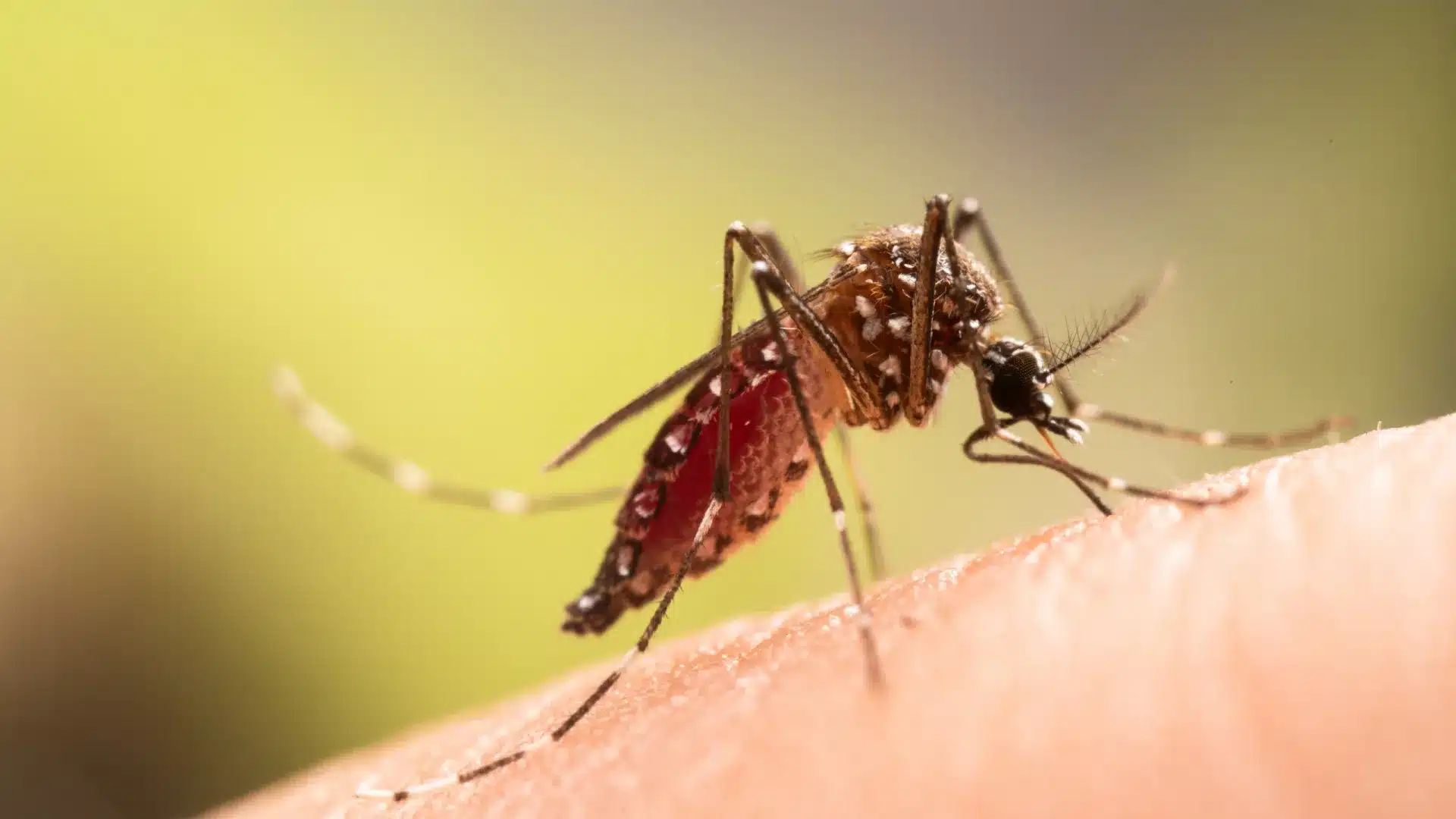 Moustique vecteur de la dengue et du zika détecté à Covilhã.