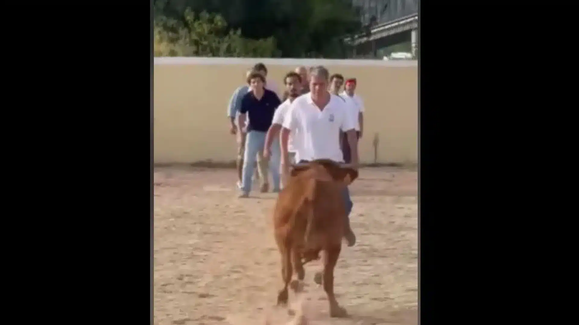 Paulo Núncio est renversé par un veau lors d'une course de taureaux du CDS.