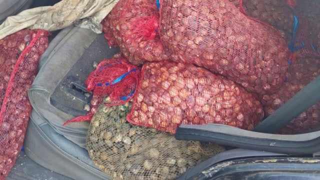 GNR apreende mais de 200 quilos de amêijoa-japonesa em Alchochete