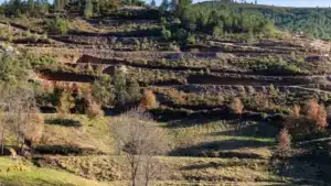 Savannah dit qu'il y a de "plus grandes quantités" de lithium dans la mine de Barroso.