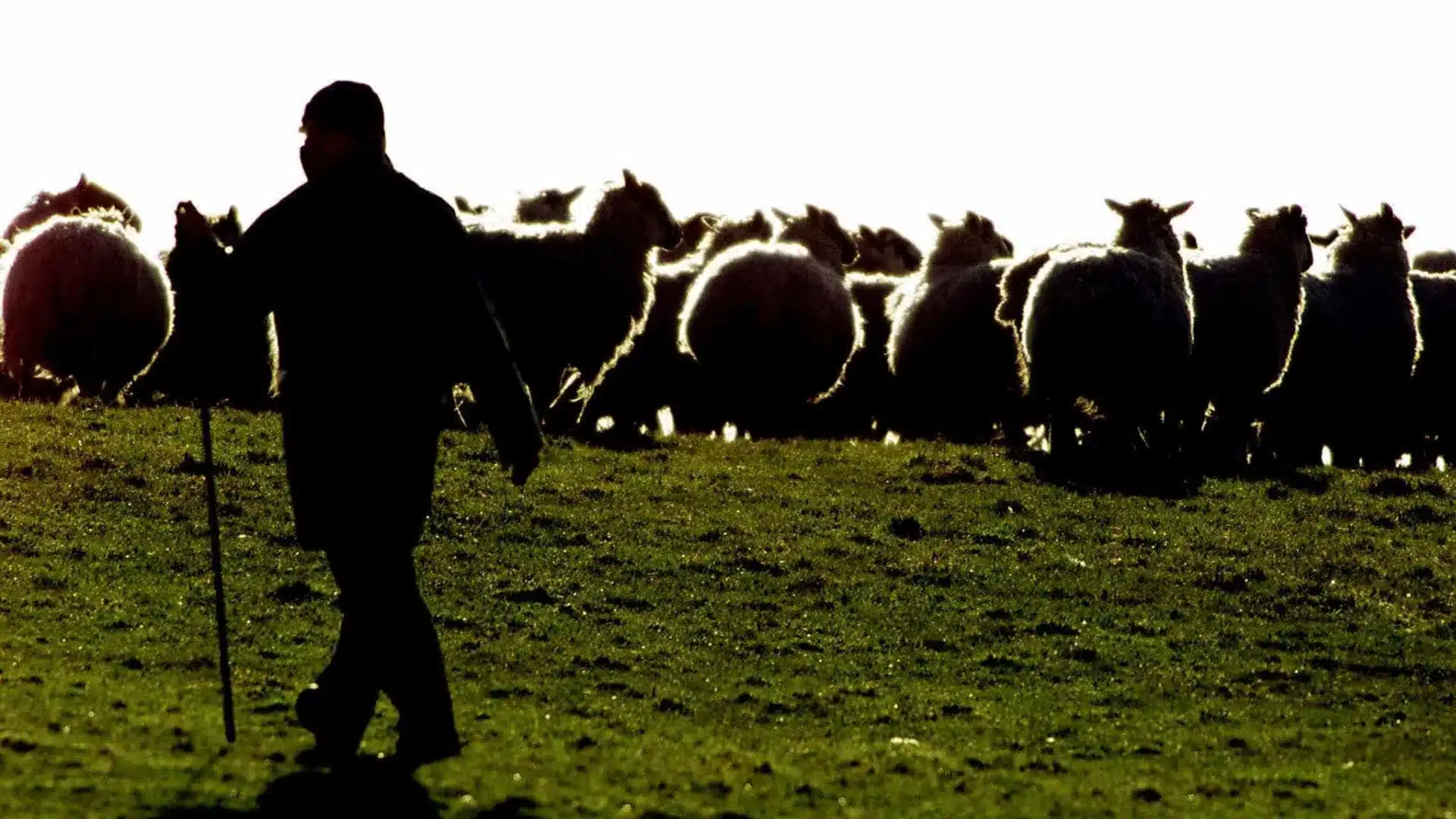 Un berger de Miranda do Douro se plaint d'une attaque de loup qui a tué 12 moutons.