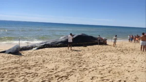 Un cachalot de 14 tonnes meurt après s'être échoué sur l'île de l'Armona.