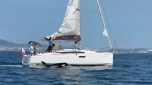 Un groupe d'orques coule un voilier au large de la Costa da Caparica.